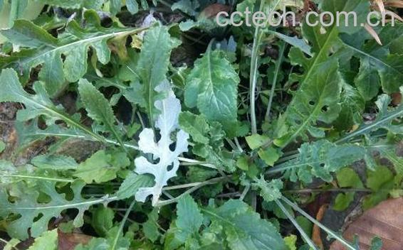 剪刀草的功效与作用及药用价值-0