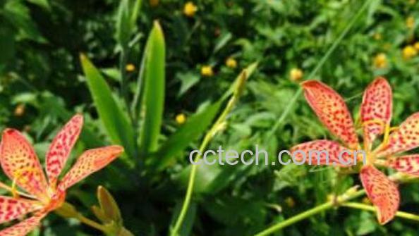 铰剪草的功效与作用-1