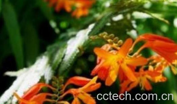 铰剪草的功效与作用-0