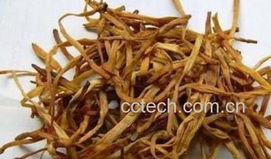 针菜根的功效与作用 针菜根的副作用-1