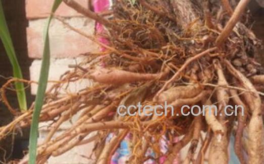 针菜根的功效与作用 针菜根的副作用-0