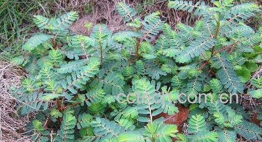 叶下珠的功效与作用 叶下珠的副作用与禁忌 -0