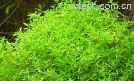 珍珠草的功效与作用及药用价值-1