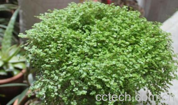 珍珠草的功效与作用及药用价值-0