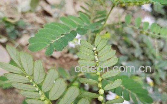 叶下珠的功效与作用 叶下珠的副作用与禁忌 -1