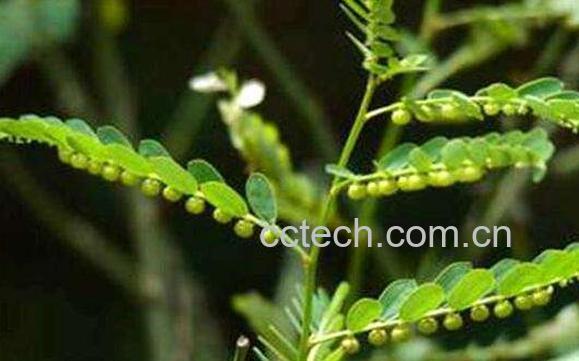 叶下珠与珍珠草的区别 叶下珠的药用价值-0