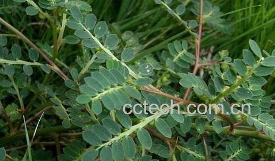 叶下珠与珍珠草的区别 叶下珠的药用价值-1