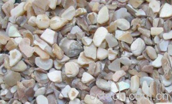 珍珠蚌壳的功效与作用及药用价值-0