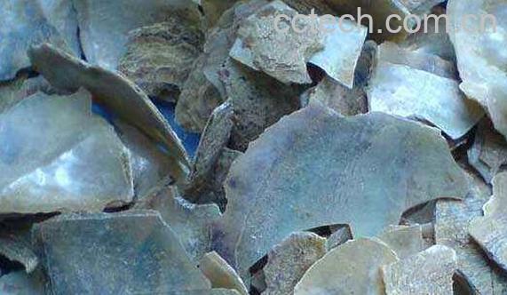 珍珠蚌壳的功效与作用及药用价值-1