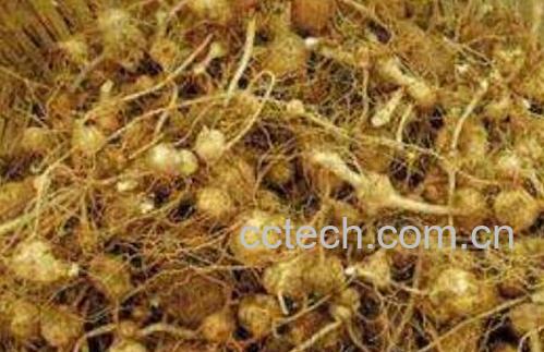 珠子参的功效与作用及副作用-1