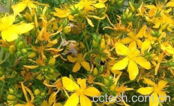 对经草的功效与作用及禁忌 对经草的药用价值-0