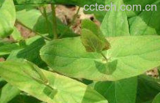 对经草的功效与作用及禁忌 对经草的药用价值-1