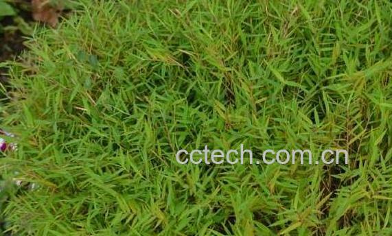 猫毛草的副作用及禁忌 猫毛草的药用价值-0