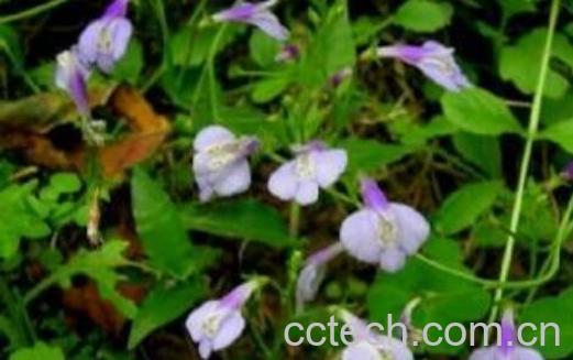 定经草的功效与作用及副作用-0