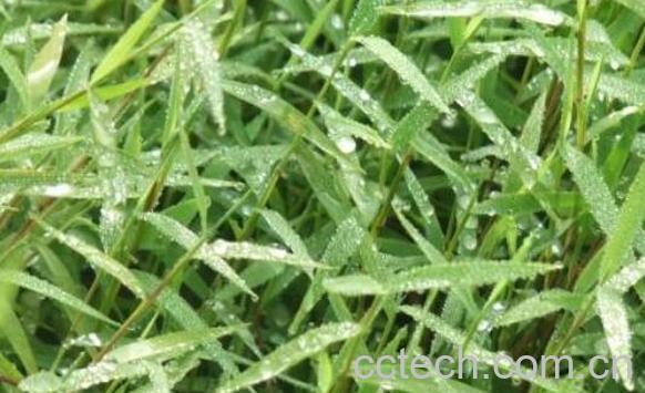 猫毛草的副作用及禁忌 猫毛草的药用价值-1