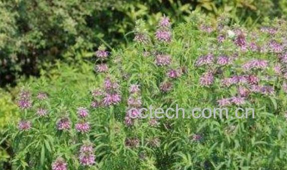 定经草的功效与作用及副作用-1