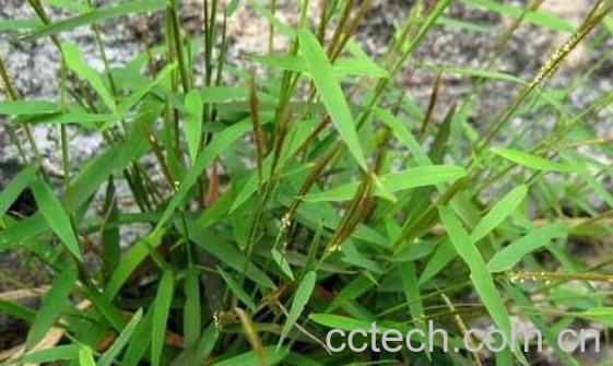 金丝草的功效与作用及副作用-0