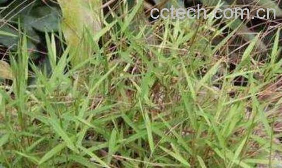 金丝草的功效与作用及副作用-1