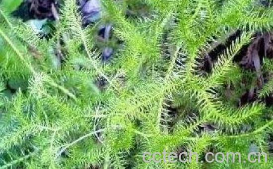 舒筋草泡脚有什么作用-0