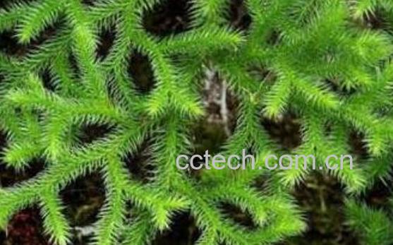 通筋草和伸筋草的区别 通筋草的功效-0