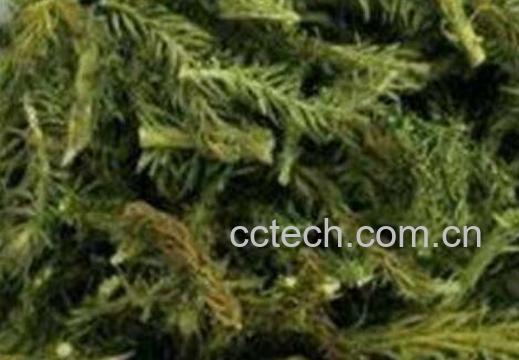 舒筋草泡脚有什么作用-1