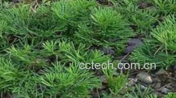 通筋草的功效与作用及药用价值-0