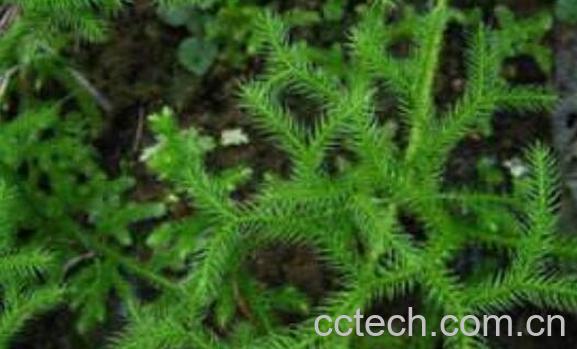 通筋草和伸筋草的区别 通筋草的功效-1