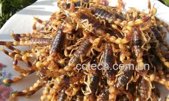 全蝎的功效与作用及副作用-0