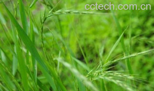 雀麦刺的功效与作用及药用价值-0