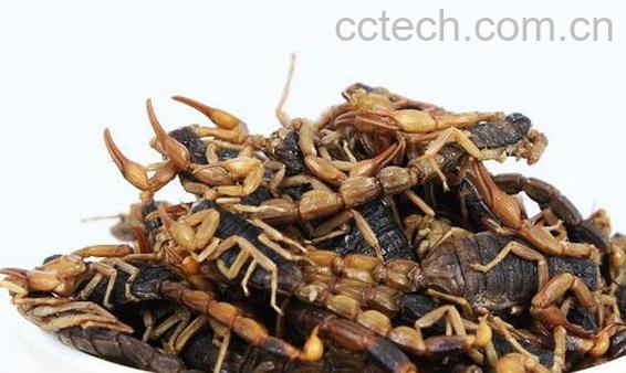 全蝎的功效与作用及副作用-1