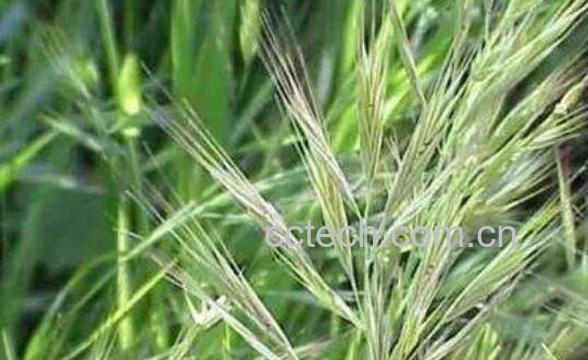 燕麦刺的药用价值-1