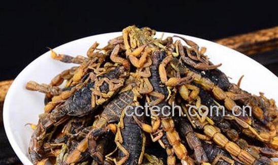 全虫的功效与作用及禁忌-0