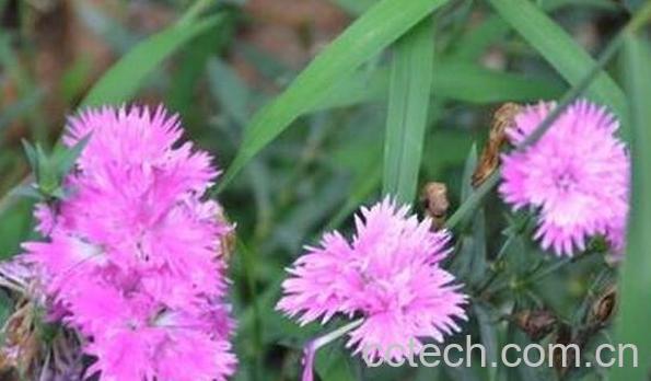 瞿麦草的功效与作用-0