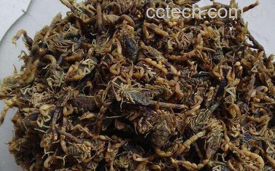 全虫的功效与作用及禁忌-1