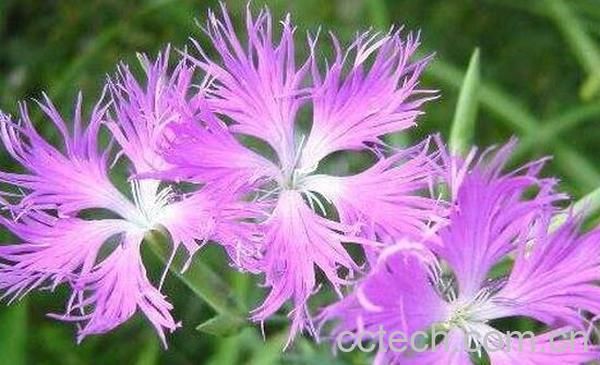 瞿麦草的功效与作用-1