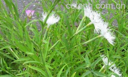 瞿麦的功效与作用及副作用-0