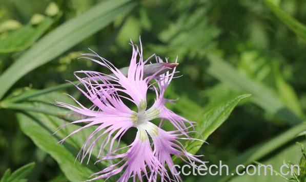 瞿麦的功效与作用及副作用-1