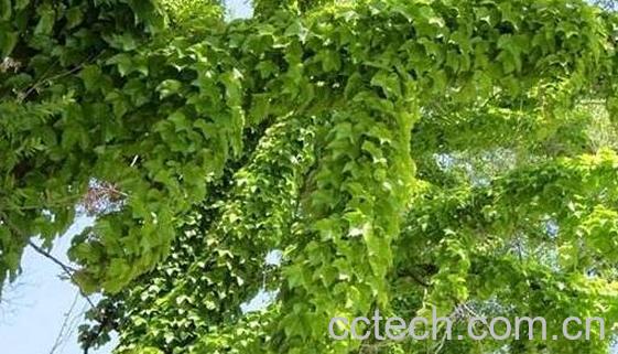 青藤木的功效与作用-0