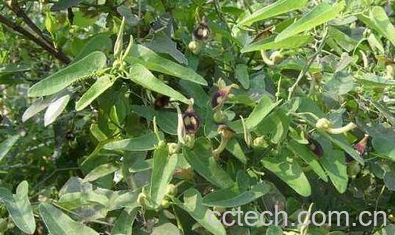 青木香和木香的区别 木香的功效与作用-1