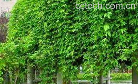 青藤木的功效与作用-1