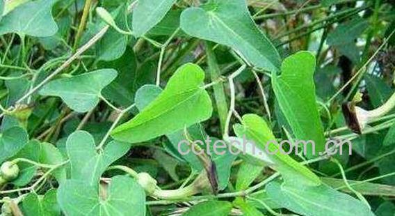 青木香的功效与作用及禁忌-0