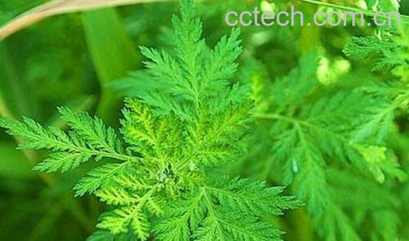 青蒿和艾草的区别-0