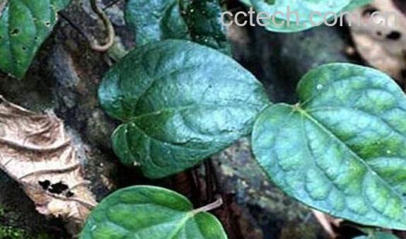 青风藤的功效与作用 青风藤的副作用-0