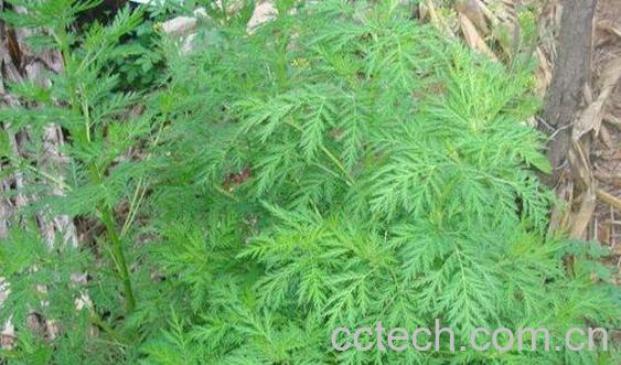 青蒿和艾草的区别-1