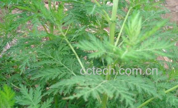 青蒿的功效与作用及药用价值-1