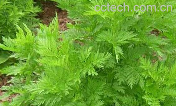 青蒿的功效与作用及药用价值-0