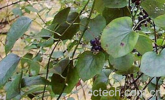 青风藤的功效与作用 青风藤的副作用-1