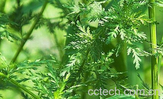 青蒿草的功效与作用及禁忌-0