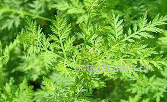 青蒿素的功效与作用及药用价值-0