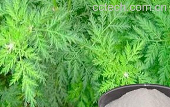 青蒿素的功效与作用及药用价值-1